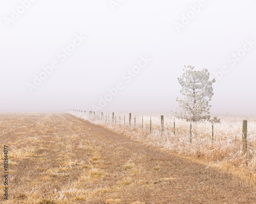 fence alongside an open field recedes into the fog, with a single tree next to it