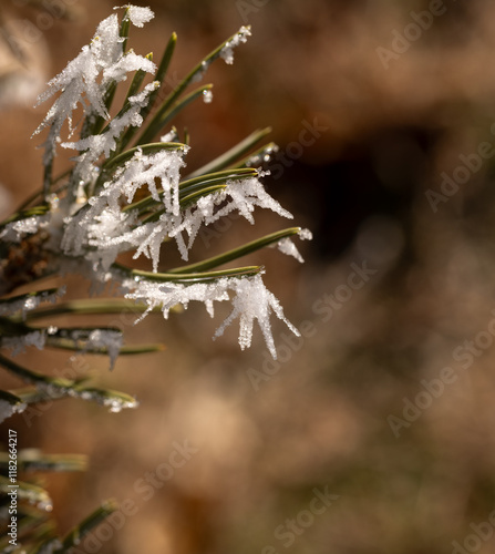 delicate icicles on pine needles