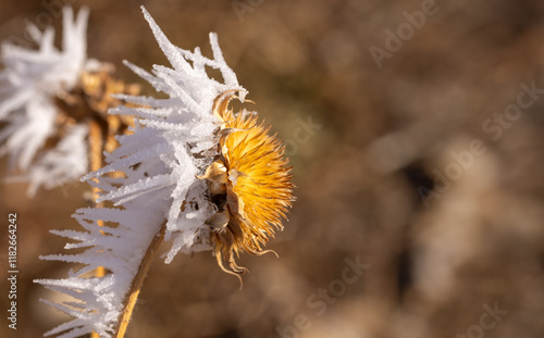 dried thistle leaning forward, blasted with white ice crystals and icicles from freezing fog