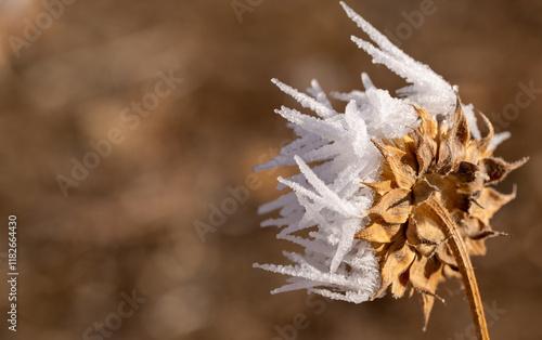 dried brown thistle coated in white ice crystals and icicles from freezing fog