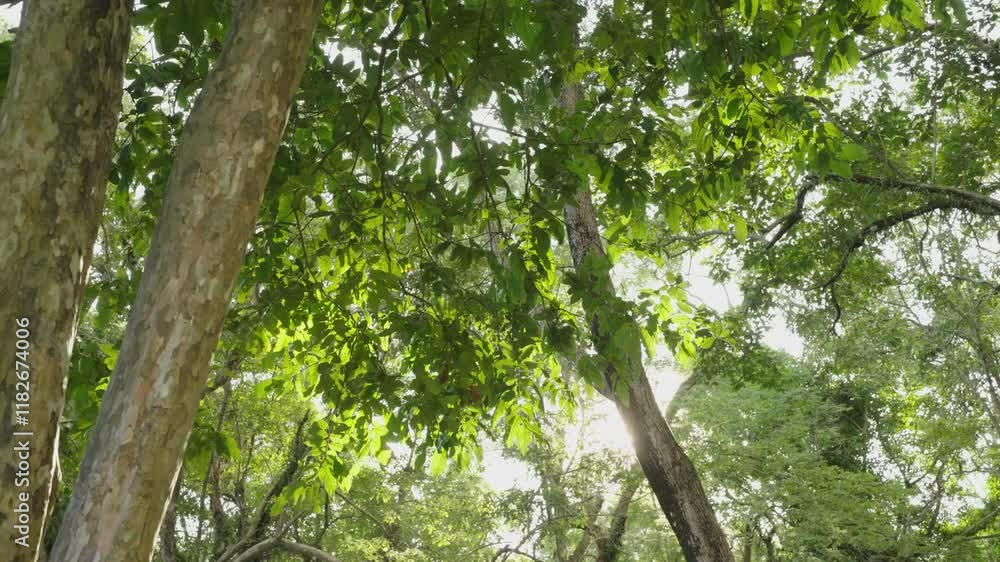 green leaves on the tree. Spring tree sunbeam blue sky walking POV camera low angle shot.
green leaves on the tree. Spring tree sunbeam blue sky walking POV camera low angle shot.