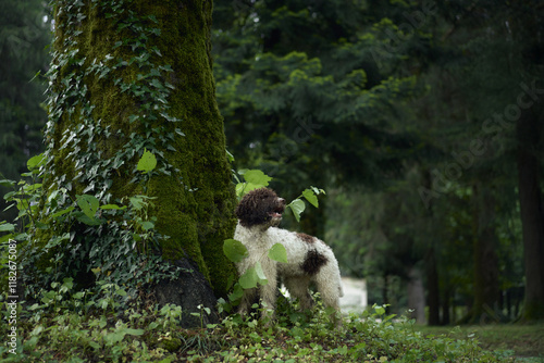 A Lagotto Romagnolo explores the forest floor near a mossy tree trunk. The natural greenery enhances the tranquil mood of the moment. photo