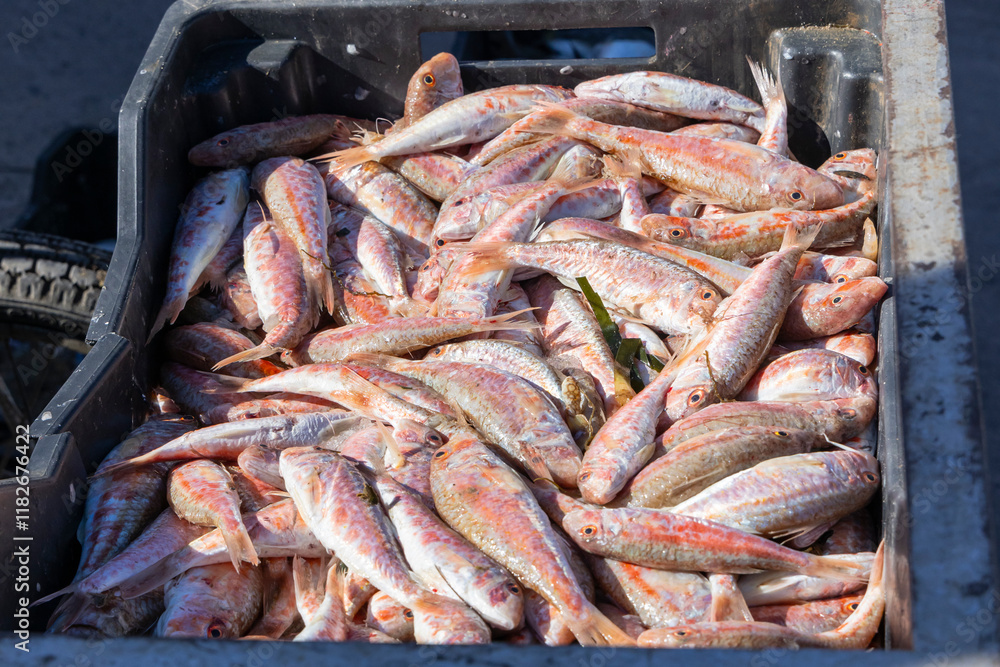 Djerba, Medenine, Tunisia. Fresh fish in a market at the Houmt Souk. Djerba, Medenine, Tunisia. Fresh fish in a market at the Houmt Souk.