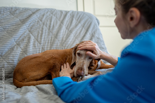 Caring female owner gently strokes resting Magyar Vizsla dog on sofa, offering comfort, support. Pet illness, nurturing attention, woman tenderness for weak dog at home, animal healthcare at home