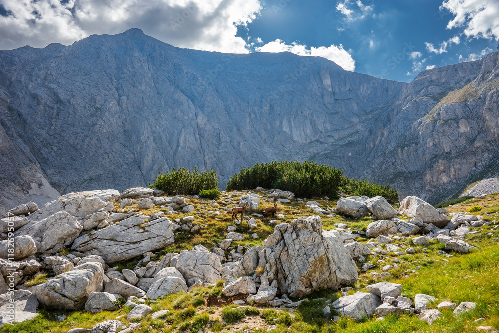 Pirin mountain landscape in summer. Balkan chamois (Rupicapra rupicapra) grazing against Mt. Vihren north face. Pirin mountain landscape in summer. Balkan chamois (Rupicapra rupicapra) grazing against Mt. Vihren north face.