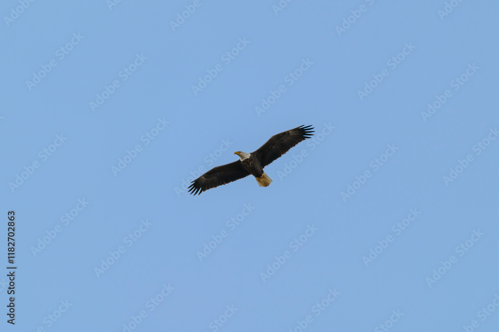 A Bald Eagle Flying at Loess Bluffs National Wildlife Refuge, near Forest City, Missouri. A Bald Eagle Flying at Loess Bluffs National Wildlife Refuge, near Forest City, Missouri.