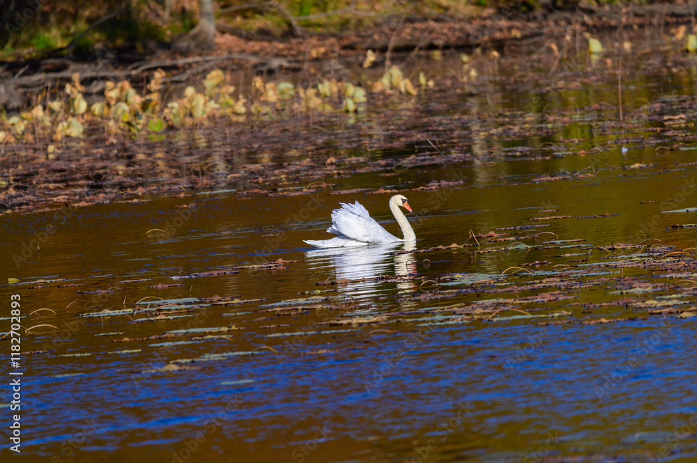 custom made wallpaper toronto digitalA Mute Swan with Wing Formation at Kensington Metropark, near Brighton, Michigan.