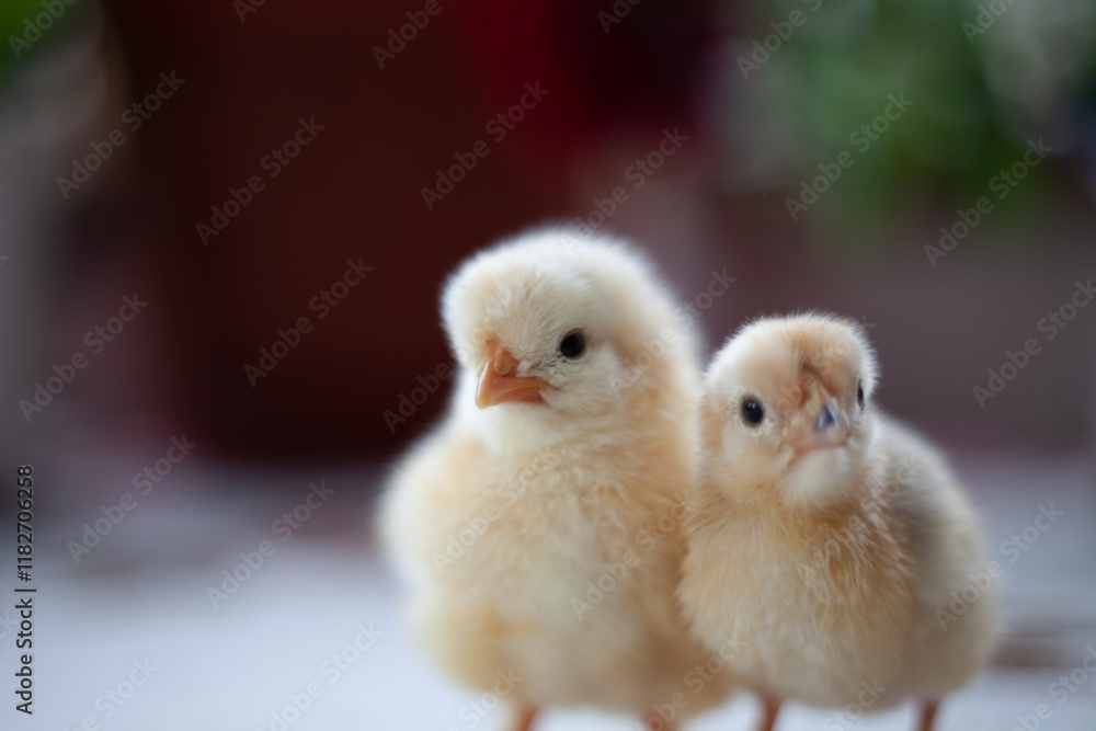 Fototapeta premium Baby chickens