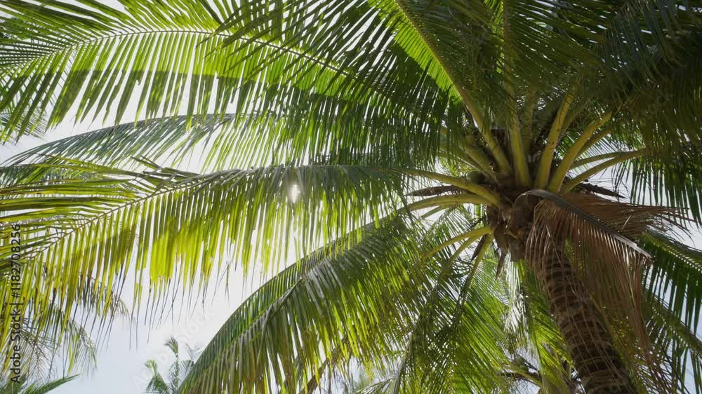 coconut palm tree bottom view sky summer beach.
palm tree leaves grove under sun blue sky low angle shot. coconut palm tree bottom view sky summer beach.
palm tree leaves grove under sun blue sky low angle shot.