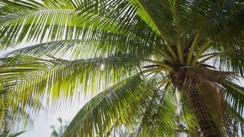 coconut palm tree bottom view sky summer beach.
palm tree leaves grove under sun blue sky low angle shot. 