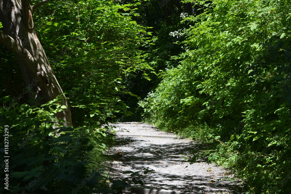 Obraz premium Shaded Forest Pathway Lined with Lush Green Foliage and Sunlit Highlights