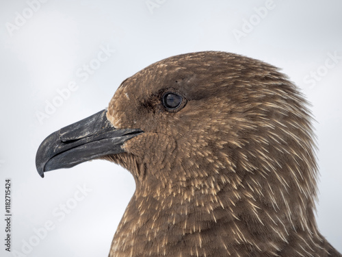 South Polar skua or MacCormick's skua pale morph, the great skua of Antarctica. Wiencke Island, Damoy Point. photo