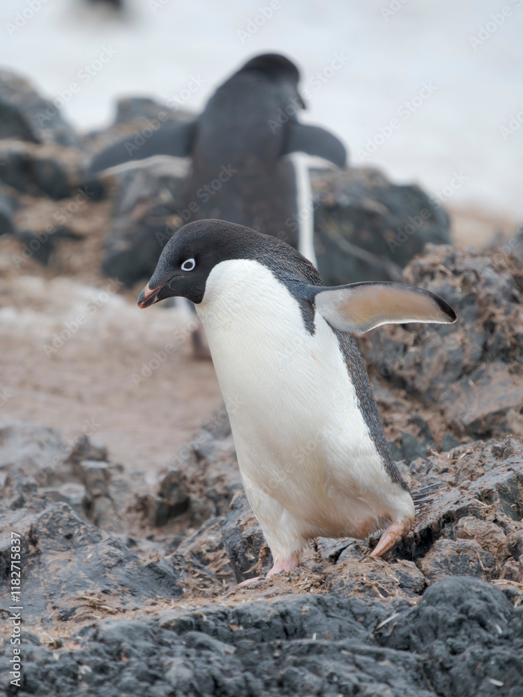 Naklejka premium Adelie penguin, Antarctica, Antarctic Peninsula, Graham Land, Detaille Island