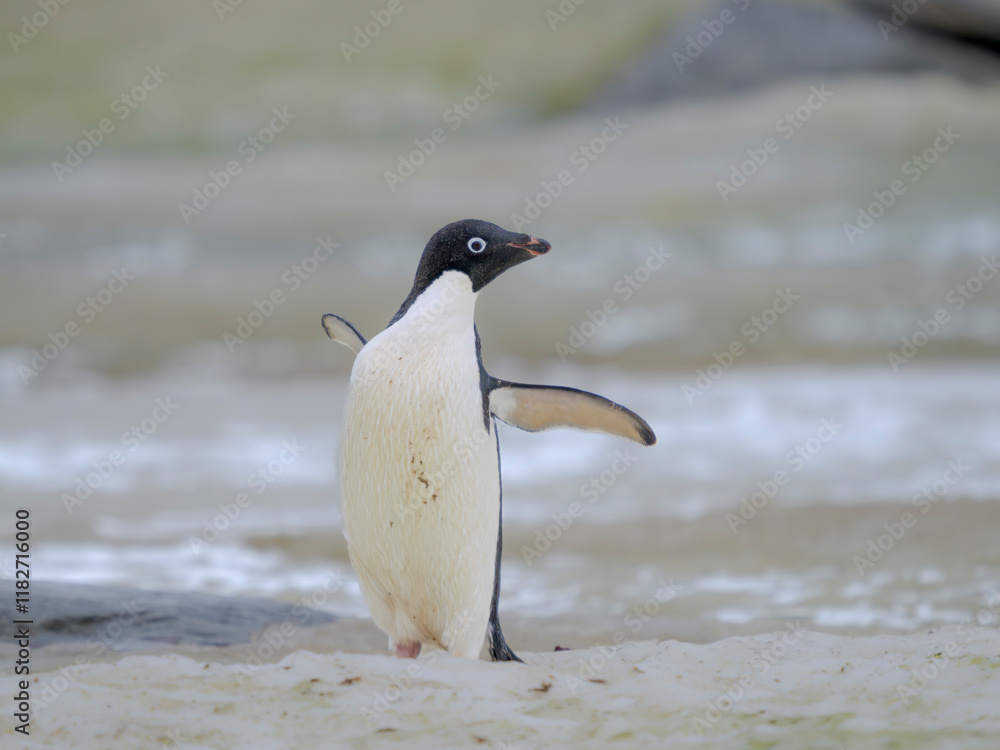 Obraz premium Adelie penguin, colored snow due to growth of ice algae. Antarctica, Antarctic Peninsula, Graham Land, Peterman Island