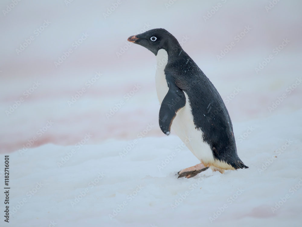 Fototapeta premium Adelie penguin, colored snow due to growth of ice algae. Antarctica, Antarctic Peninsula, Graham Land, Peterman Island