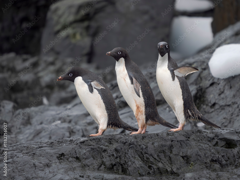Naklejka premium Adelie penguin, Antarctica, Antarctic Peninsula, Graham Land, Detaille Island
