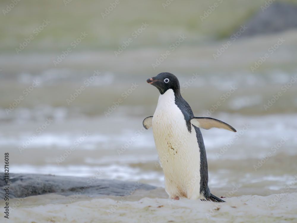 Adelie penguin, colored snow due to growth of ice algae. Antarctica, Antarctic Peninsula, Graham Land, Peterman Island