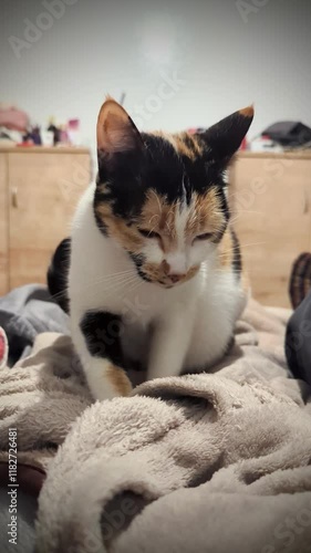A calico cat kneads and purrs on a bed as it prepares for sleep