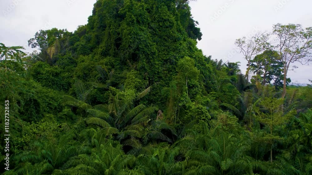 Lush vegetation covering hill in tropical rainforest Lush vegetation covering hill in tropical rainforest