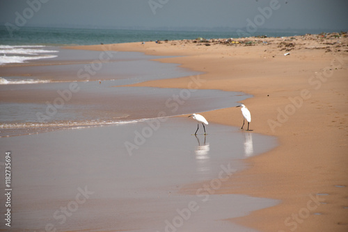 Photography Two White Egret birds on the beach in Pointe Sarene, Senegal.