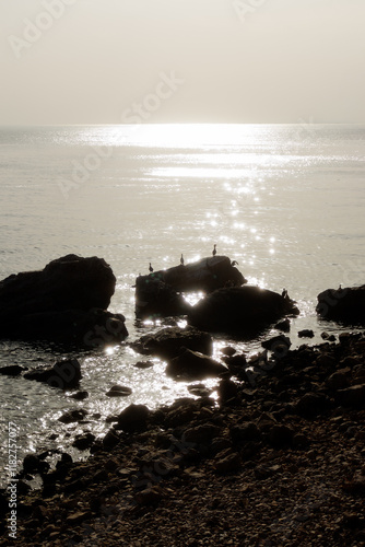 birds sitting on a rock against the backdrop of sunset photo