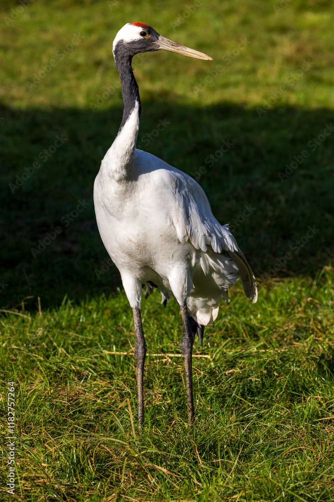 Naklejka premium Graceful Walk of the Red-Crowned Crane