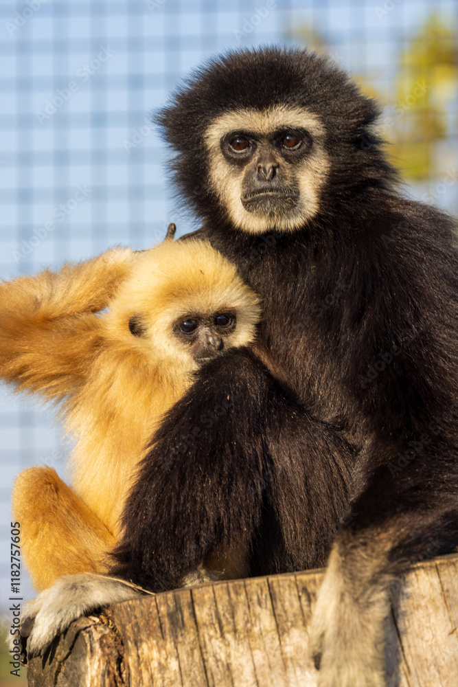Fototapeta premium Gibbon Bond: Mother and Baby Together