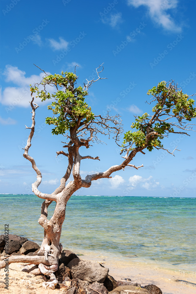 Small, half dry tree on the beach, Honolulu, Oahu, Hawaii, USA Small, half dry tree on the beach, Honolulu, Oahu, Hawaii, USA