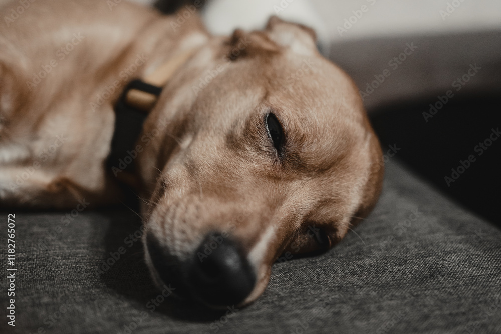 Red dog sleeping at home on the couch. Portrait. (selective focus) Red dog sleeping at home on the couch. Portrait. (selective focus)