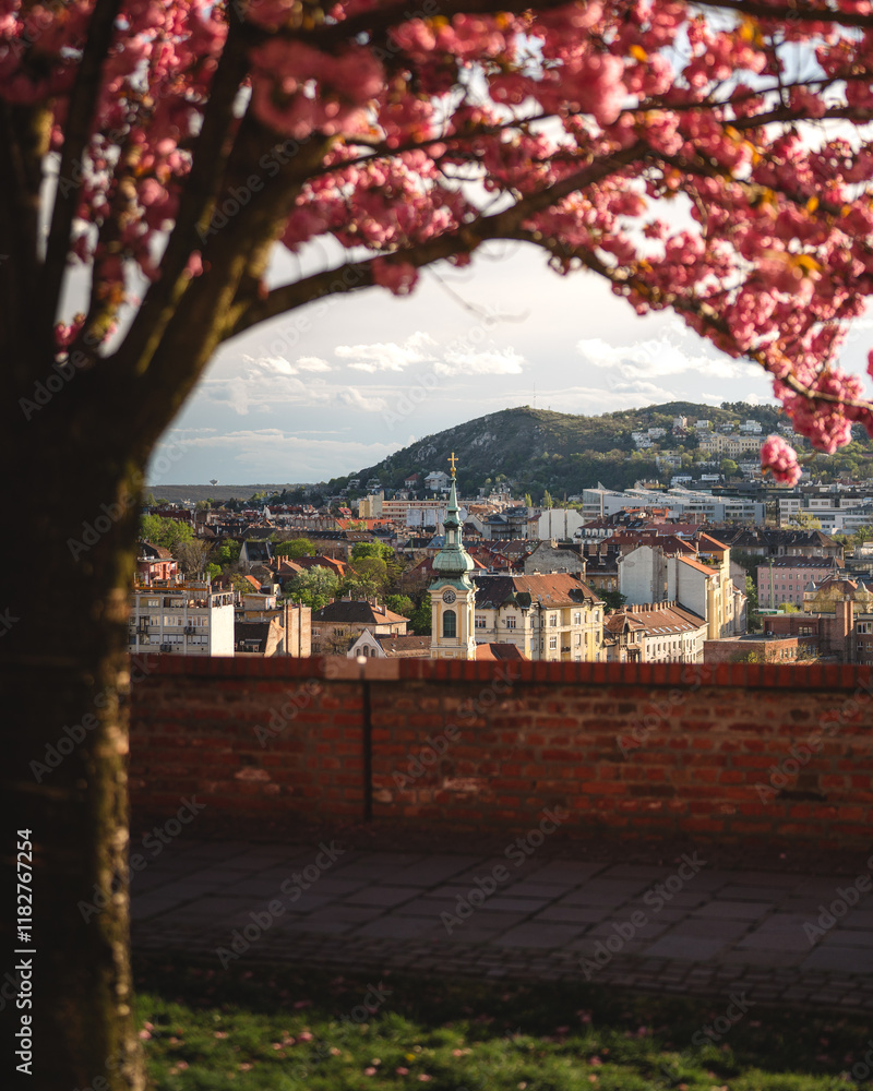 Blooming pink japanese cherry trees at the Arpad Toth Promenade, Budapest