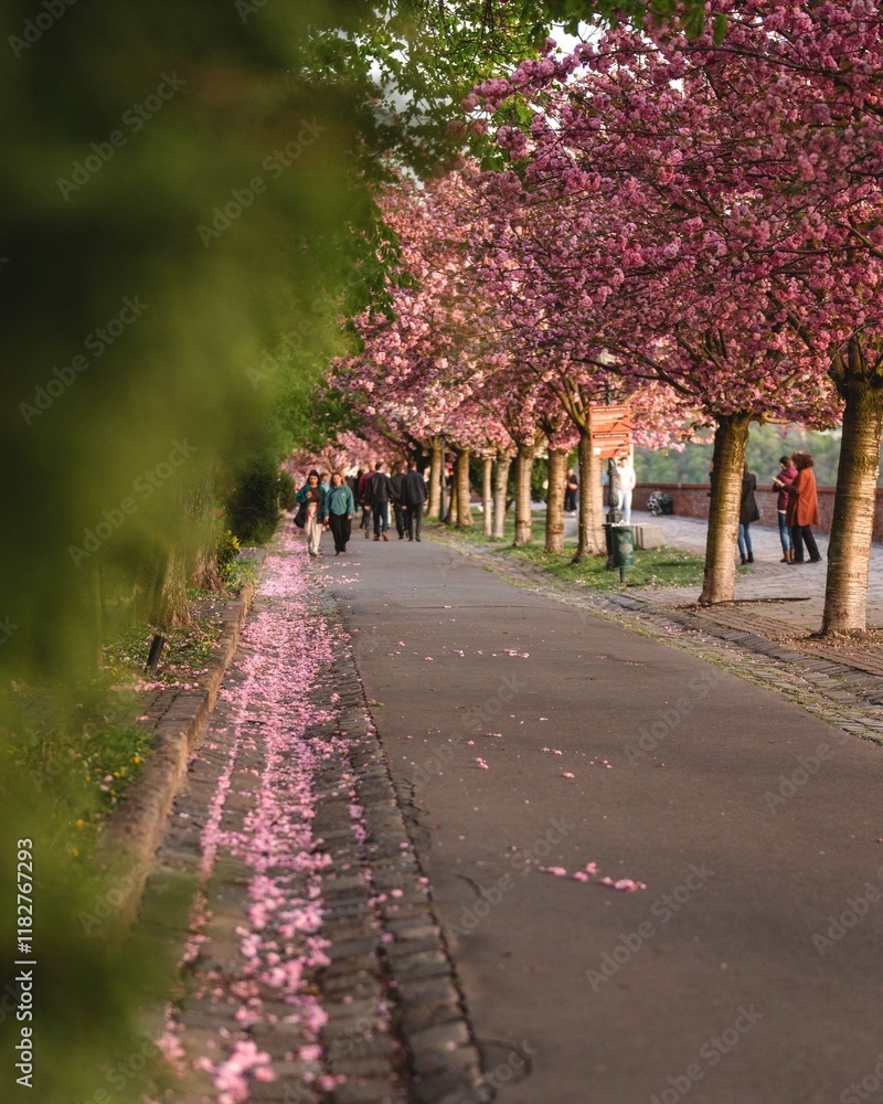Blooming pink japanese cherry trees at the Arpad Toth Promenade, Budapest