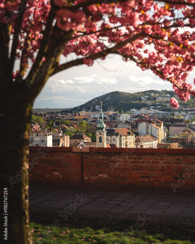Obraz na płótnie Blooming pink japanese cherry trees at the Arpad Toth Promenade, Budapest w salonie