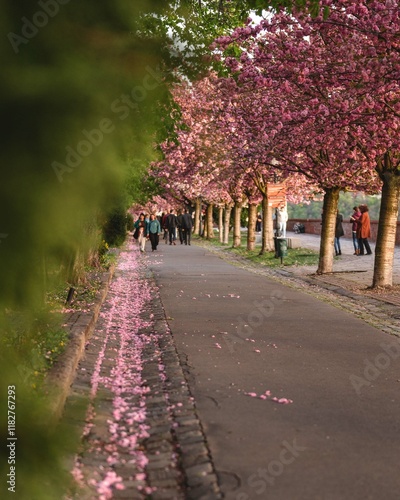 Obraz na płótnie Blooming pink japanese cherry trees at the Arpad Toth Promenade, Budapest w salonie