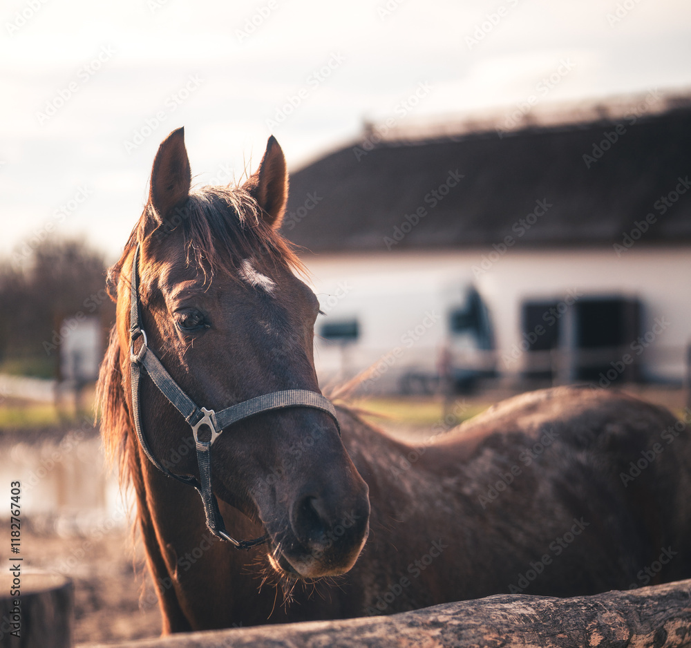 Horse in the manor in autumn