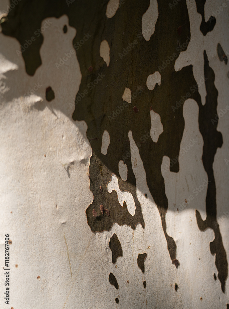 Platanus occidentalis tree bark texture close up