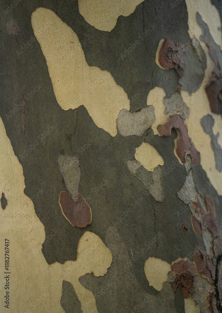 Platanus occidentalis tree bark texture close up