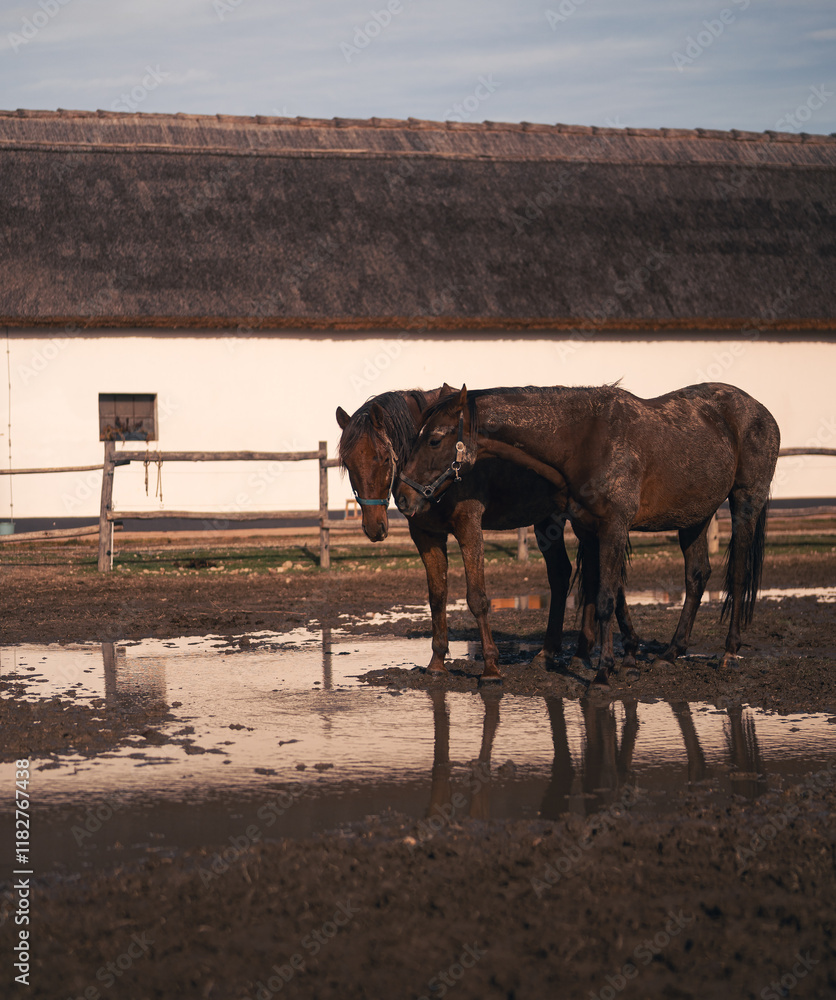 Horse in the manor in autumn