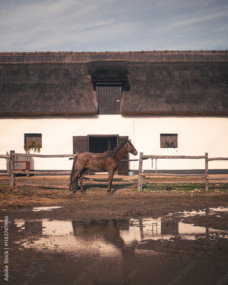 Horse in the manor in autumn