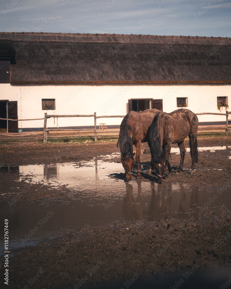 Horse in the manor in autumn