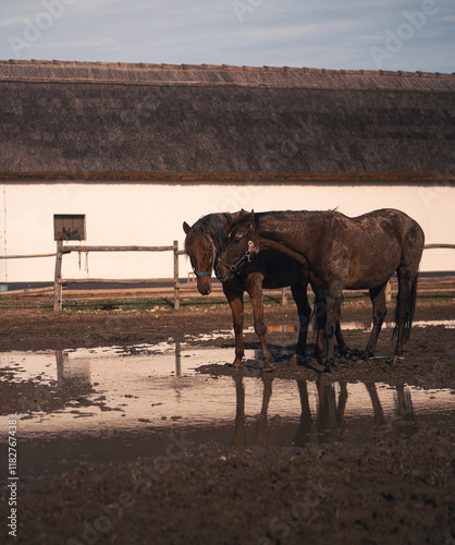 Obraz na płótnie Horse in the manor in autumn w salonie