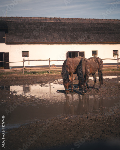 Obraz na płótnie Horse in the manor in autumn w salonie