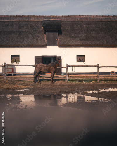 Horse in the manor in autumn