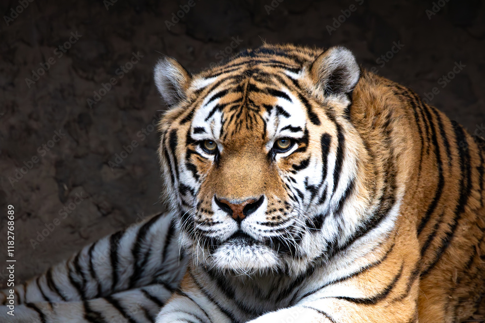 Sibirischer Tiger im Zoo Leipzig Sibirischer Tiger im Zoo Leipzig
