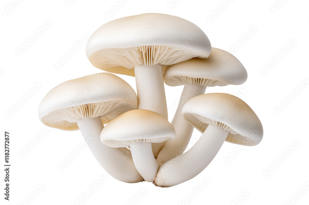 mushrooms isolated on white background mushrooms isolated on white background