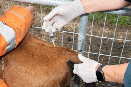 Epidural in a calf photo