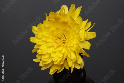 yellow flower on black background