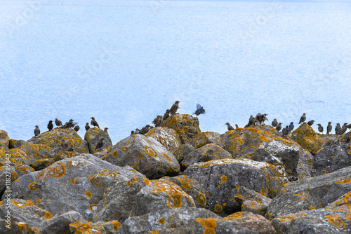 Wallpaper Mural Flock of starling birds land on rocky edge of The Barrage on Cardiff Bay Torontodigital.ca