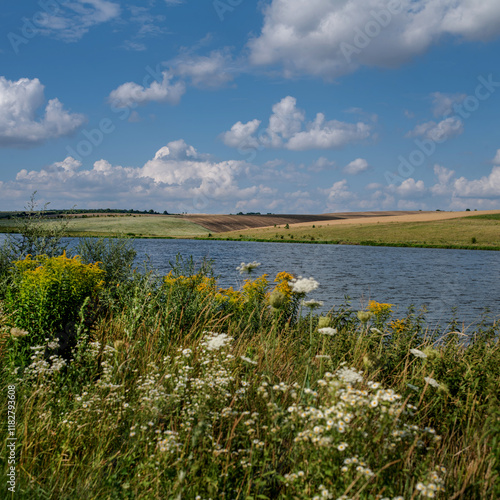countryside by a lake, various grasses, wild herbs, summer flowers view acros...