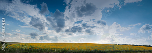 A golden field of sunflowers stretches across the horizon under a dramatic sk...