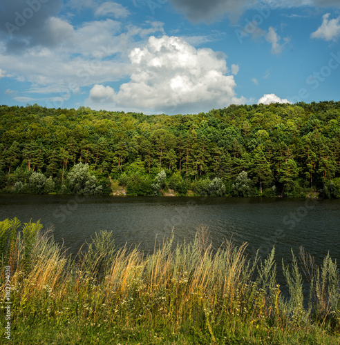 grasses, view across a pond shore with pine trees under a bright blue sky